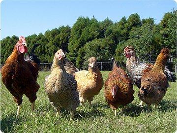 /ini dia miyazaki jidori ayam jepang berdaging gurih enak.jpg